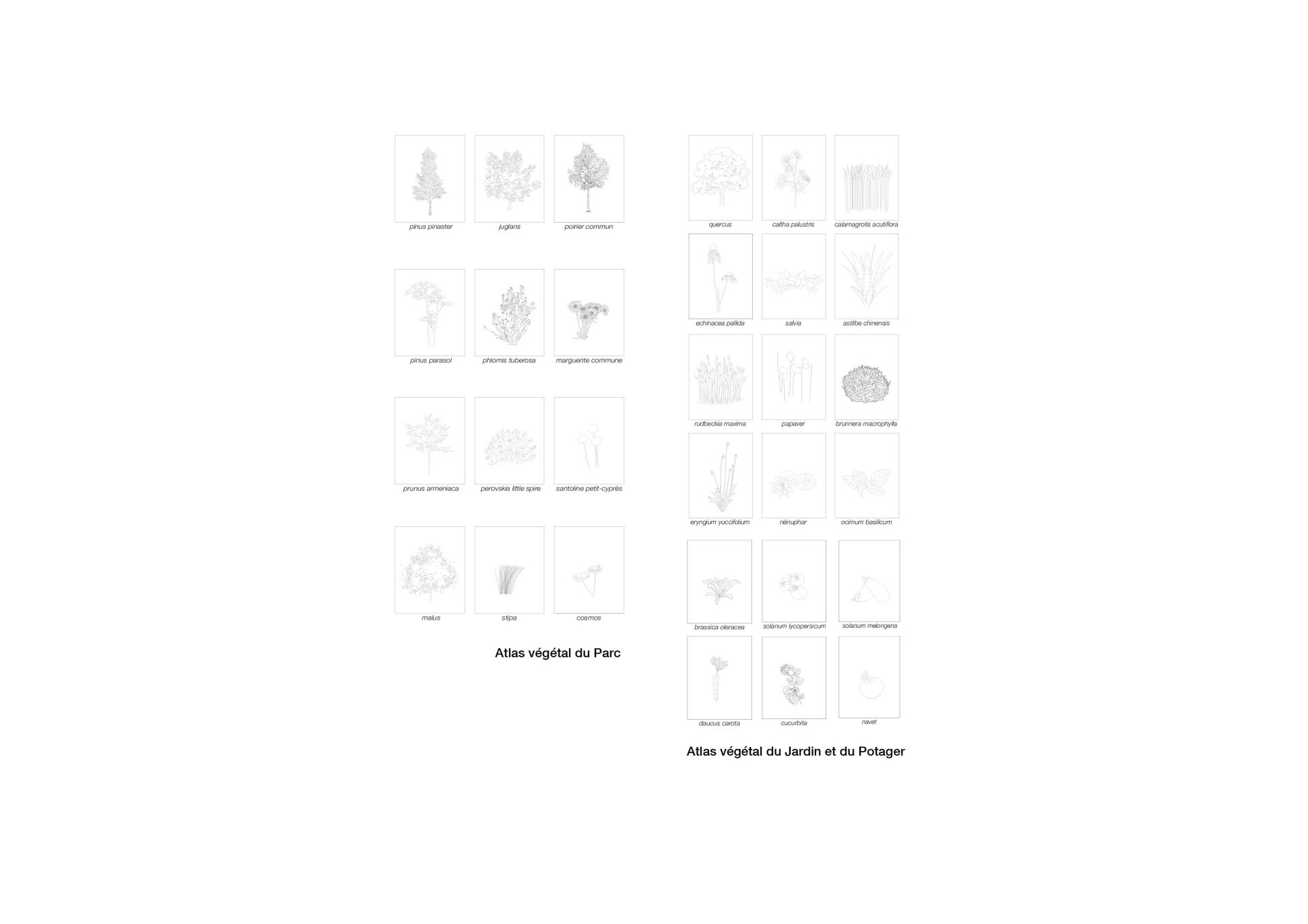 Vegetal Atlas Philippe Meyer Architecte - NOTRE DAME